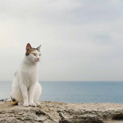 猫猫头像微信，猫猫头像（高清微信萌宠头像可爱小猫咪）