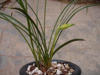 兰花变黄怎么挽救，兰花新长出来的叶子发黄怎么办（家里的“春兰”黄了叶）