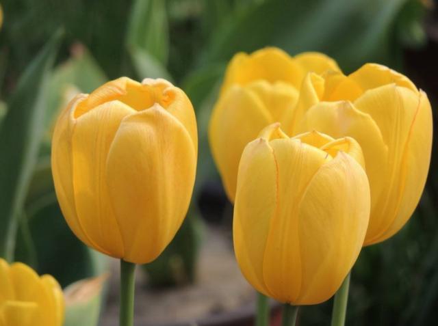 天堂鸟花语，天堂鸟花图片（你知道大自然中这些花的花语吗）