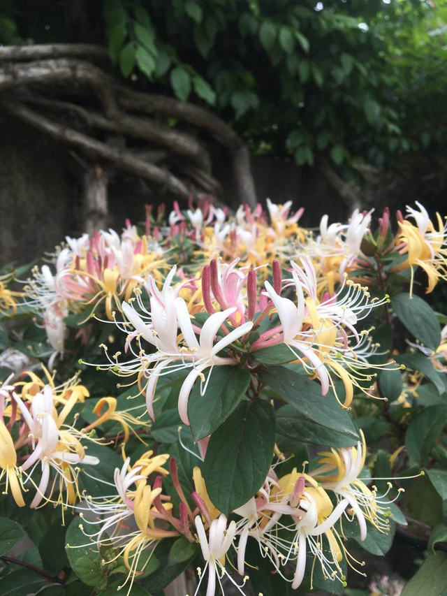 新鲜的金银花采回来怎么处理，新鲜金银花怎么处理（家里养盆金银花）