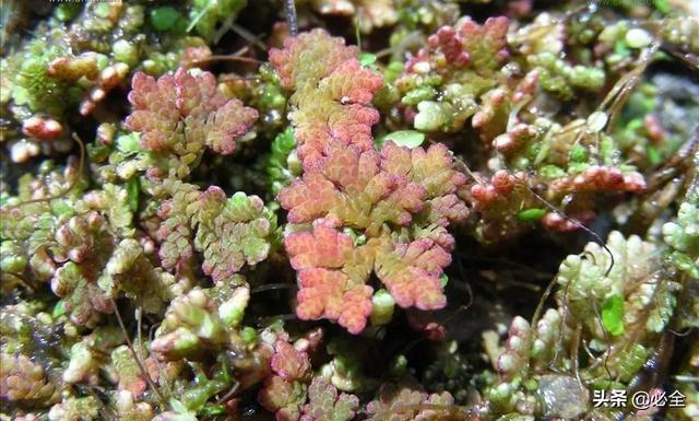 水生植物有哪些，常见的水生植物有哪些（水生植物大全）