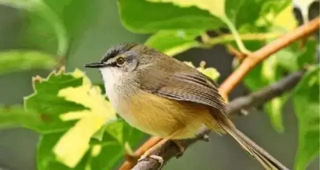 元曲四大家包括哪几个，中国的这些“四大”