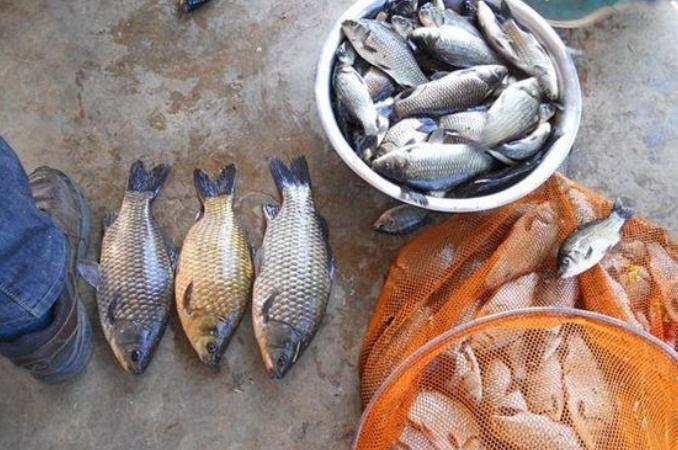 江河野钓高手秘籍：选点打窝、饵料搭配与实战技巧全解析