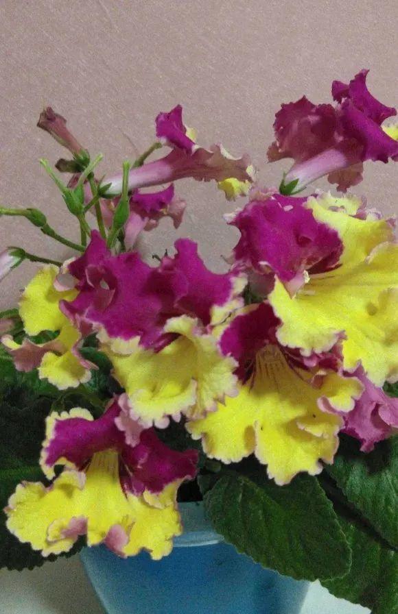 鸟尾花的繁育管理，鸟尾花 花期（30种耐阴花）