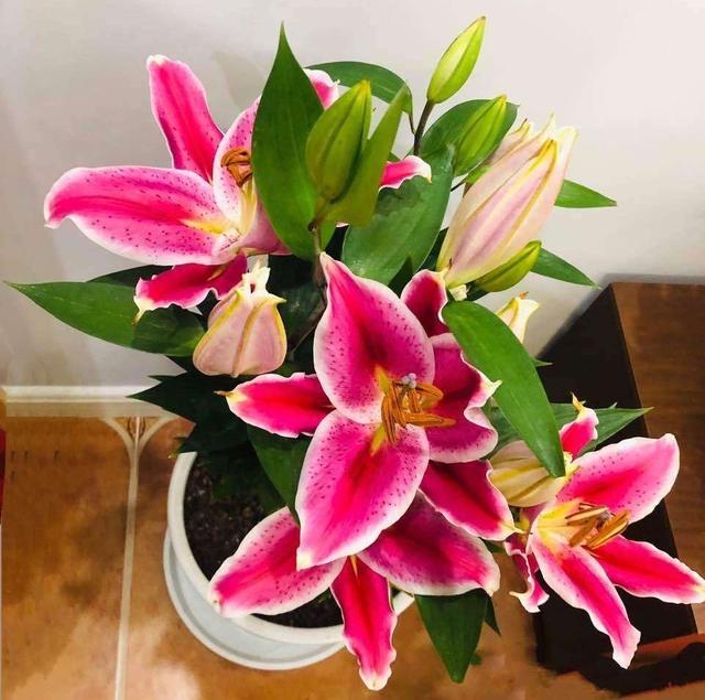 百合花的养殖方法和注意事项，百合花的养殖方法和注意事项是什么（盆栽百合花“养护要点”）