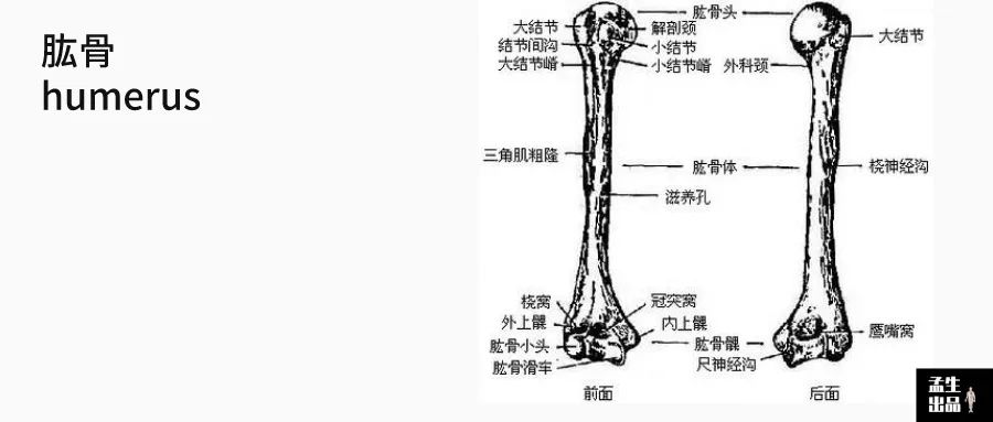 肱骨长是什么意思，股骨长是什么意思（肩关节肌骨解剖学——第三讲）