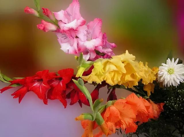 世界上有多少种花，世界上有多少种花?分别是什么（100幅美丽的花儿，赏心悦目）