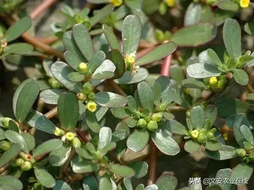 野荞麦根和乌鸡蛋煮，野荞麦根和乌鸡蛋煮水的功效（农业科普：53种野菜）