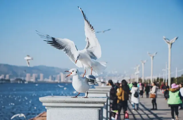 昆明周边好玩的地方，昆明周边好玩的地方有哪些（来到四季如春的昆明）