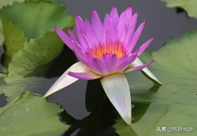 莲花的别称有哪些，莲花的别称有哪些拼音（ 太齐全太珍贵了）