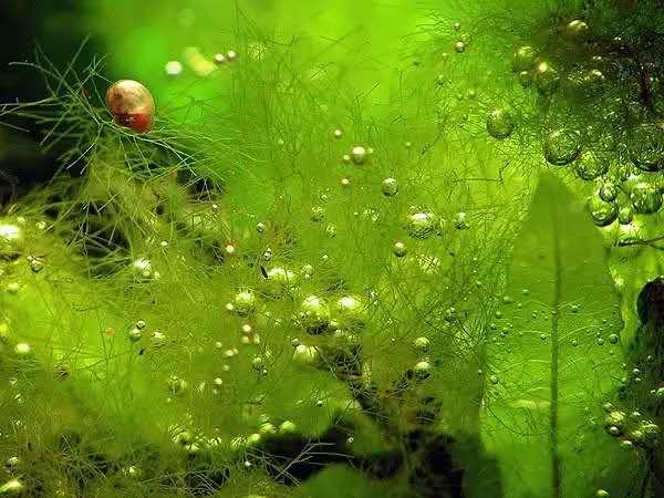 关于藻类（化石介绍，藻类化石值钱吗（19种常见藻类照片和解决方法）