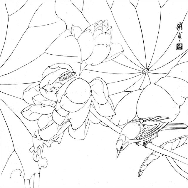 工笔荷花白描，高清工笔荷花白描 110幅