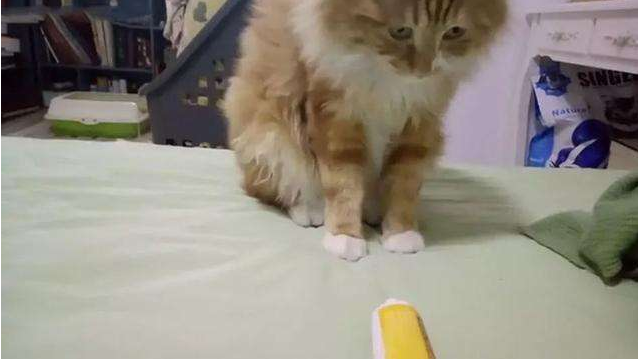 猫咪化毛膏的选择和使用，养猫新手知识导航（你的猫咪用过化毛膏么）