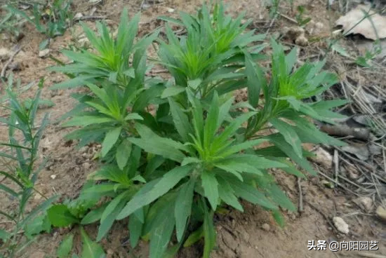 小飞蓬的功效与作用，小飞蓬的功效与作用是什么（农民伯伯叫它“小飞蓬”）