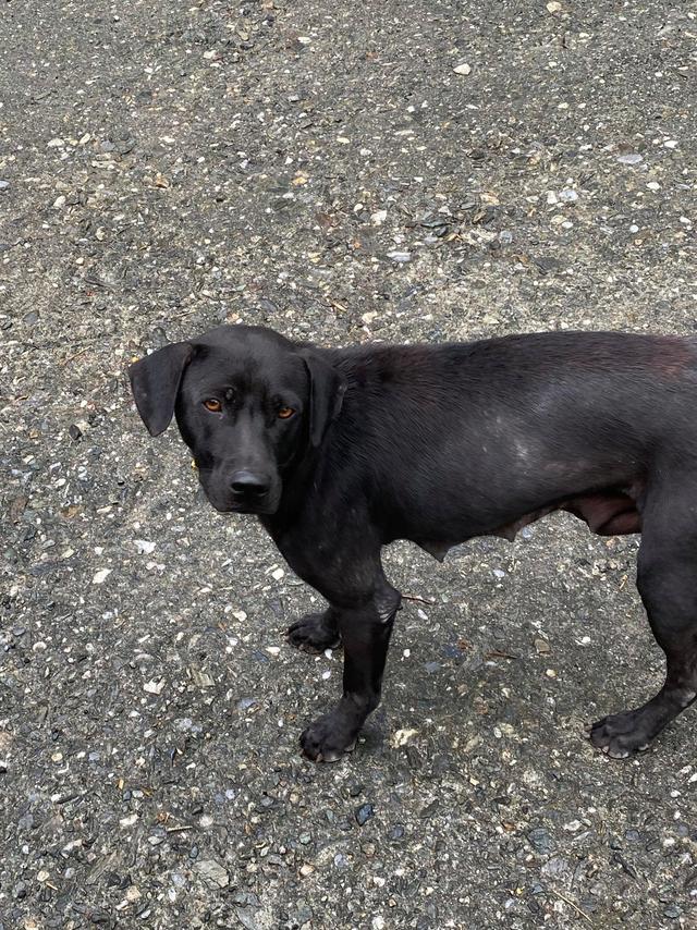 轰轰烈烈的动物，欲钱买轰轰烈烈的生肖（垂钓爱好者遇上流浪黑狗）