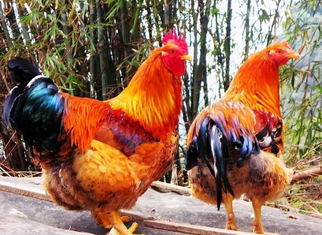 蛋什么意思解释，蛋字笔画笔顺（关于鸡和鸡蛋的一些冷知识）