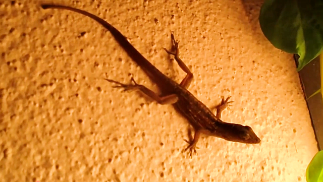 蜥蜴人为什么怕中国，蜥蜴人对华夏文明的巨大影响（农村中的蜥蜴越来越少）