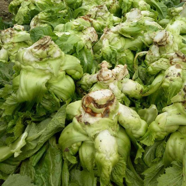 大头菜做法,做成各种美食还能自己种(日本大头菜做法)