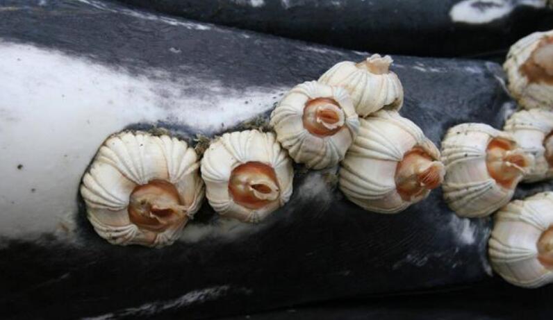 诸如鲸藤壶,鲸虱等海洋寄生物在大型鲸类的身上并不罕见,但像藤壶这般