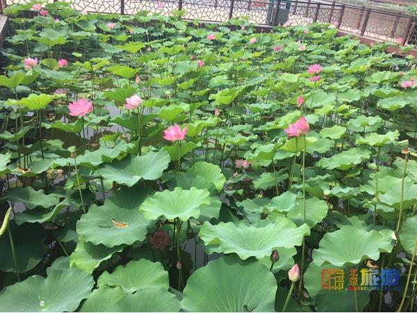 颐和园必看十大景点，颐和园有哪些景点值得去玩（这10个最美赏荷地等你来）