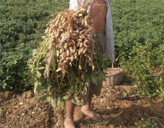 种花生管理方法，种花生的管理方法（老农说只要你按照以下四种方法去管理花生）