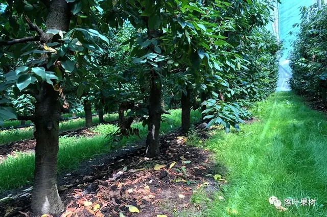 樱桃的特点，欧洲波兰甜樱桃与酸樱桃的商品化栽培历程（樱桃的特点）