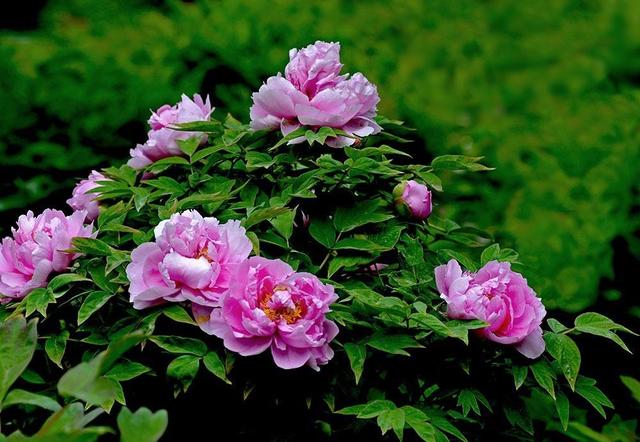 垂杨紫陌洛城东，令人一听难忘的女孩名字（欧阳修最经典的一首词）