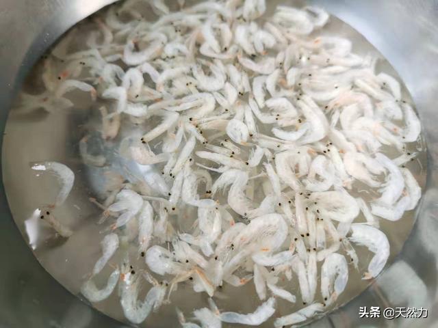 萝卜排骨汤的功效，白萝卜排骨粥的功效（排骨可以熬粥吗）