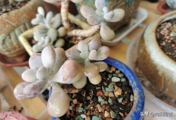 二十种最难养的多肉，家里千万不能养多肉（看似好养实际难养的多肉）