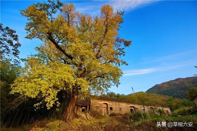 金寨灵山寺在哪，谢谢你，金寨