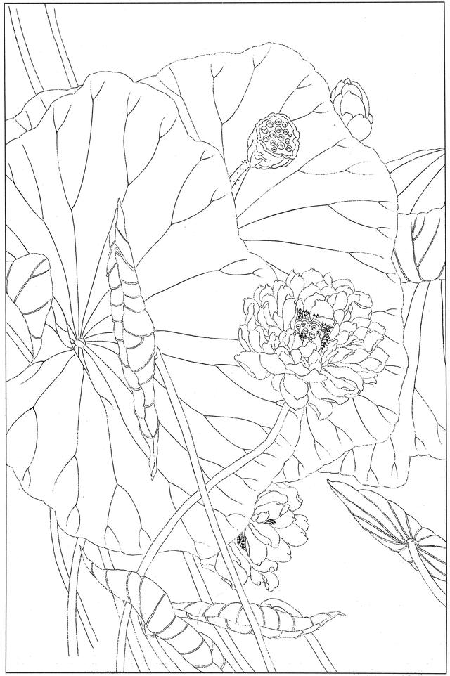 工笔荷花白描，高清工笔荷花白描 110幅