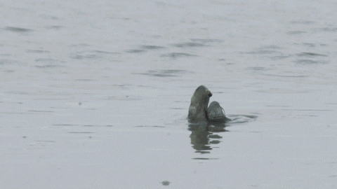 翻山越岭的动物是什么，翻山越岭打一生肖（“逆天狂徒”过山鲫）