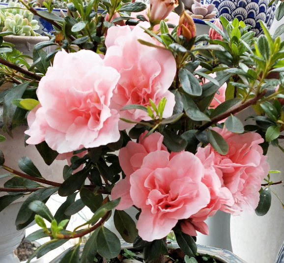 杜鹃花怎么浇水，杜鹃花浇水的正确方法（公认难养的杜鹃花）