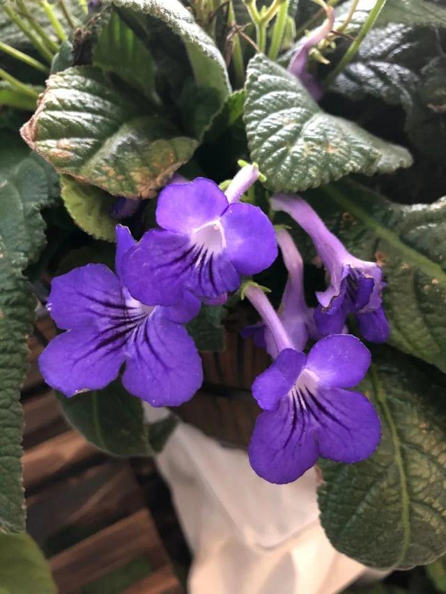 鸟尾花的繁育管理，鸟尾花 花期（30种耐阴花）