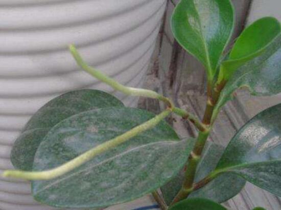 小家碧玉花，碧玉什么季节开花<春季盛开>（小家碧玉花）