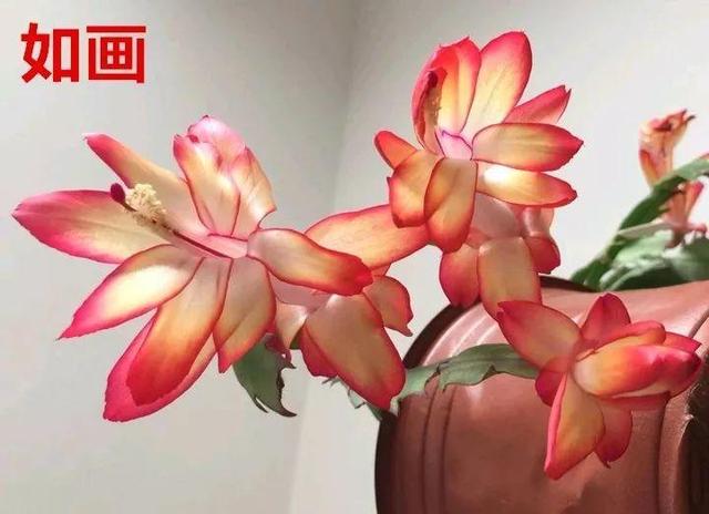 蟹爪兰图片，蟹爪兰你不知道的品种（蟹爪兰支架图片大全）