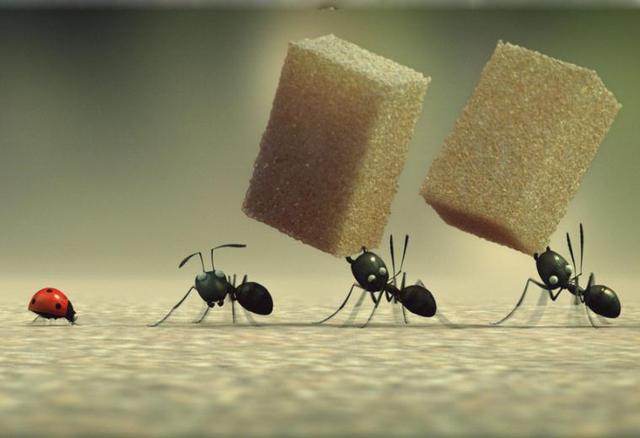 中国蚂蚁的种类有哪些，蚂蚁的种类什么我国就有600余种（而且动不动打群架）