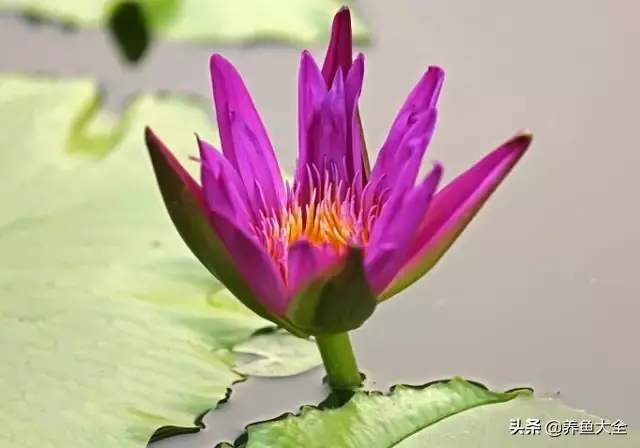 莲花的别称有哪些，莲花的别称有哪些拼音（ 太齐全太珍贵了）