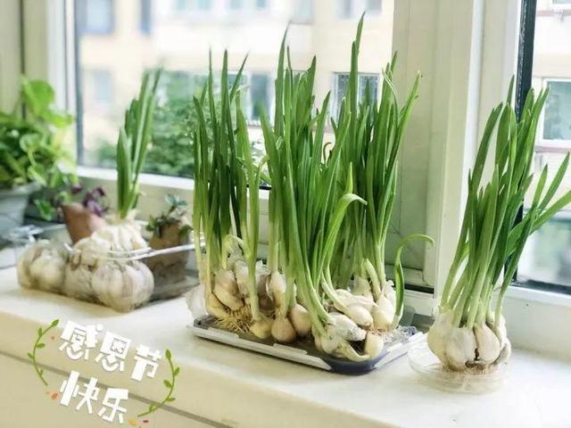 儿童简笔画蒜苗的画法，儿童画蒜苗简笔画图片（快培养一下你家的小花匠）