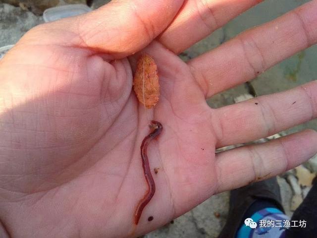蚯蚓钓鱼最大忌讳，蚯蚓钓鱼最大忌讳是什么（蚯蚓钓鱼有什么技巧和禁忌）