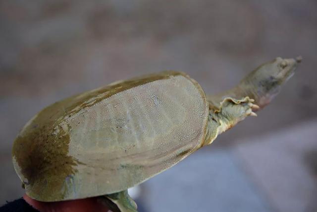 王八怎么养，在家怎么养王八怎么养（根据天气控制投喂量）