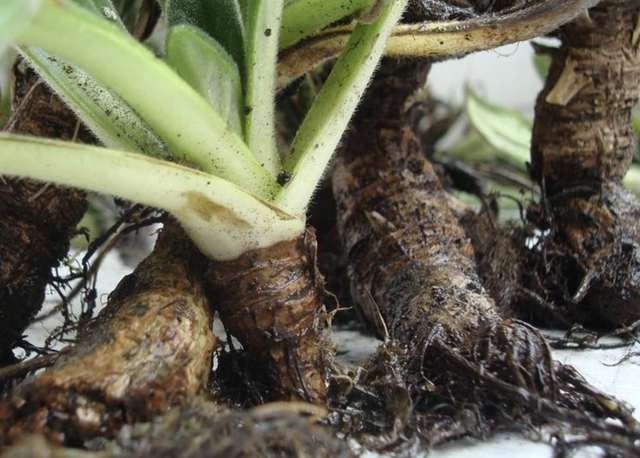 岩白菜（岩白菜苖），价值不输“牛筋草”（岩白菜哪里有卖的）