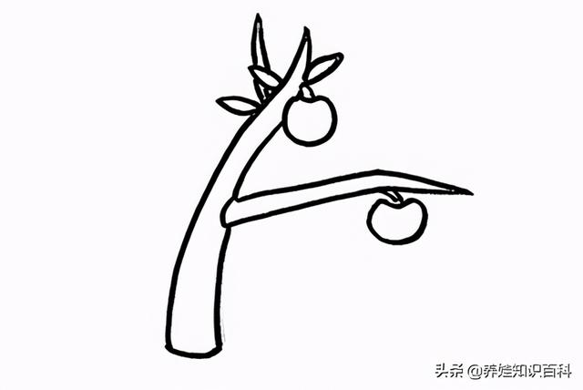 苹果树简笔画怎么画，画苹果树的简笔画（一步一步教给你）