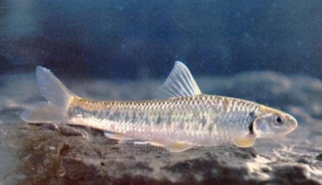 淡水观赏鱼种类，淡水观赏鱼的种类大全！（中国淡水观赏鱼图集<一>）