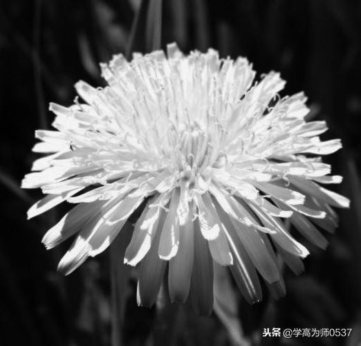 鲫鱼怎么读拼音，鲫鱼怎么读（<2018年新教材>期末测试卷）