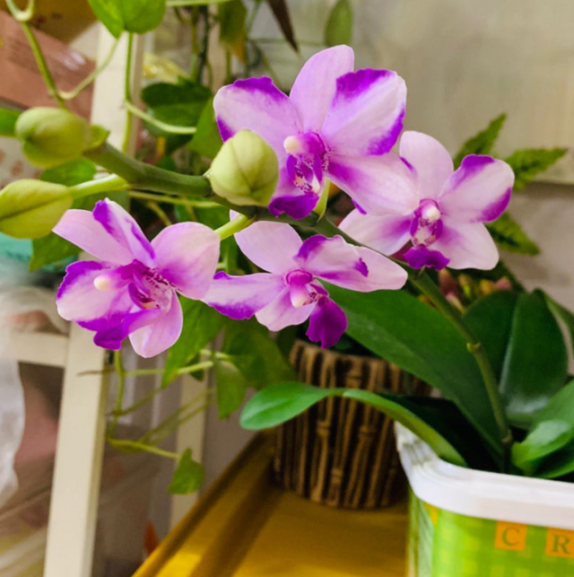 1823是什么意思，1823是什么意思肖战（其实跟兰花没一毛钱关系）