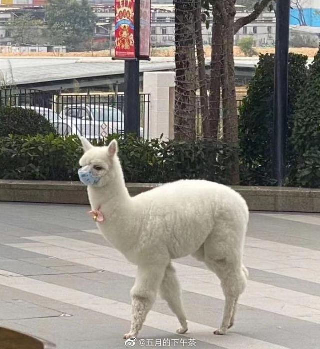 草泥马之歌歌词，谁有世界三大禁曲跪求（动漫界的动物明星）