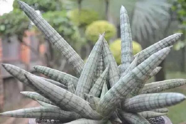 虎皮兰的种类，虎皮兰最贵的品种（虎皮兰图片大全及品种介绍）