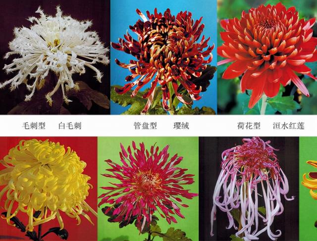 荷花有几种颜色，莲花有几种颜色分别是象征什么（1盆菊花售价1.2万）