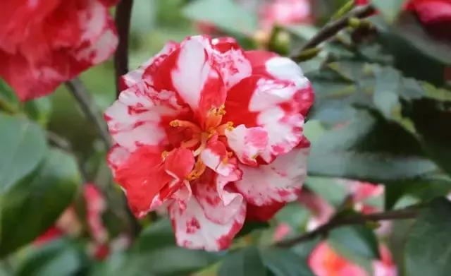 如何识别六角大红茶花，如何识别六角大红茶花的真假（带你认识名贵茶花品种）